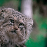 Dýně zdarma, věštkyně, vyhynulá zvířata a nová expozice pro manuly. Halloween v Zoo Brno láká na pestrý program